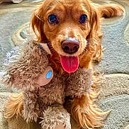 Celsy a rejoint le concours — aidez-le/la à gagner de superbes lots ! animal, bodypart, canine, cockerspaniel, dog, face, goldenretriever, head, hound, mouth, papillon, person, pet, photography, plush, puppy, terrier, tongue, toy, whitedog
