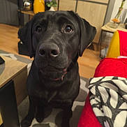 Alpha a rejoint le concours — aidez-le/la à gagner de superbes lots ! dog, black_labrador, indoor, pet, animal, carpet, blanket, furniture, wood_floor, table, plant, vase, yellow_jug, red_blanket, patterned_throw, living_room, closeup, cute, sitting, looking_up