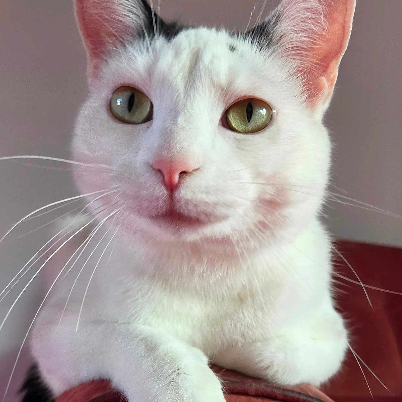 Rosa is registered to the contest to win money with this photo: animal, black_markings, cat, close_up, curious, domestic_animal, ears, feline, green_eyes, indoor, paw, pet, pink_nose, portrait, red_furniture, relaxed, resting, soft_fur, whiskers, white_cat