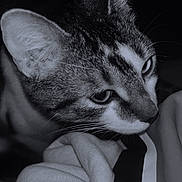 Nala participe au concours pour gagner de l'argent avec cette photo : cat, feline, close_up, whiskers, ear, portrait, black_and_white, bedroom, blanket, fabric, curious, face, tabby, striped_fur, pet, indoor, nose, eyes, muzzle, cozy