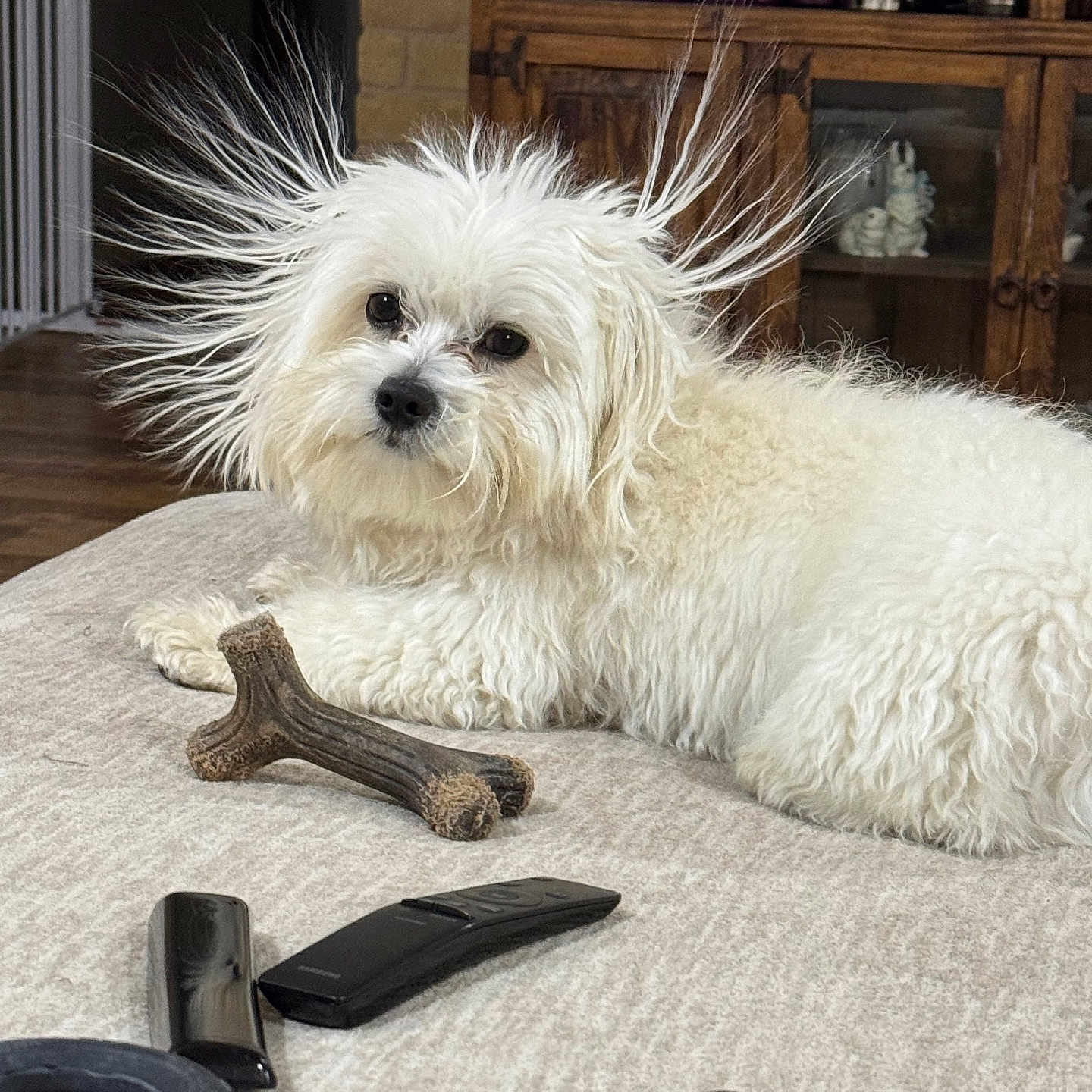 Milo joined the competition — help win amazing prizes! animal, carpet, couch, cute, dog, expression, fluffy, fur, home, indoors, living_room, lying_down, pet, relaxing, remote_control, small_dog, static_fur, toy, white, wooden_furniture