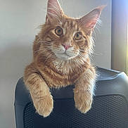 Albrouck participe au concours pour gagner de l'argent avec cette photo : cat, ginger_cat, fluffy, pet, indoor, chair, feline, curious, whiskers, ears, paws, mesh, window_light, relaxed, domestic_animal, close_up, orange_fur, portrait, animal, cute