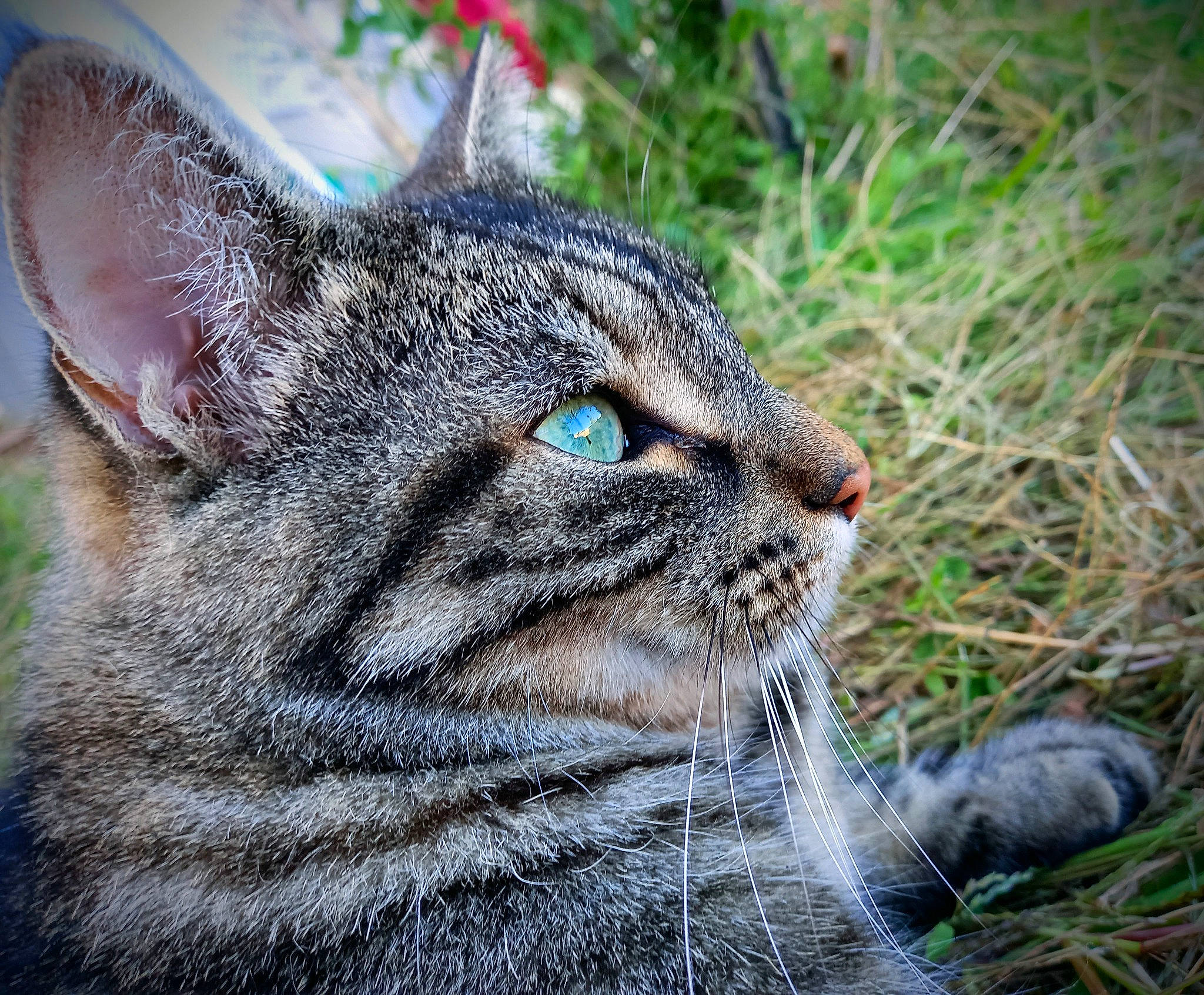 Zion participe au concours pour gagner de l'argent avec cette photo : bobcat, carnivore, cat, close_up, domestic_short_haired_cat, felidae, fur, grass, lynx, plant, small_to_medium_sized_cats, snout, terrestrial_animal, tree, whiskers, wildlife