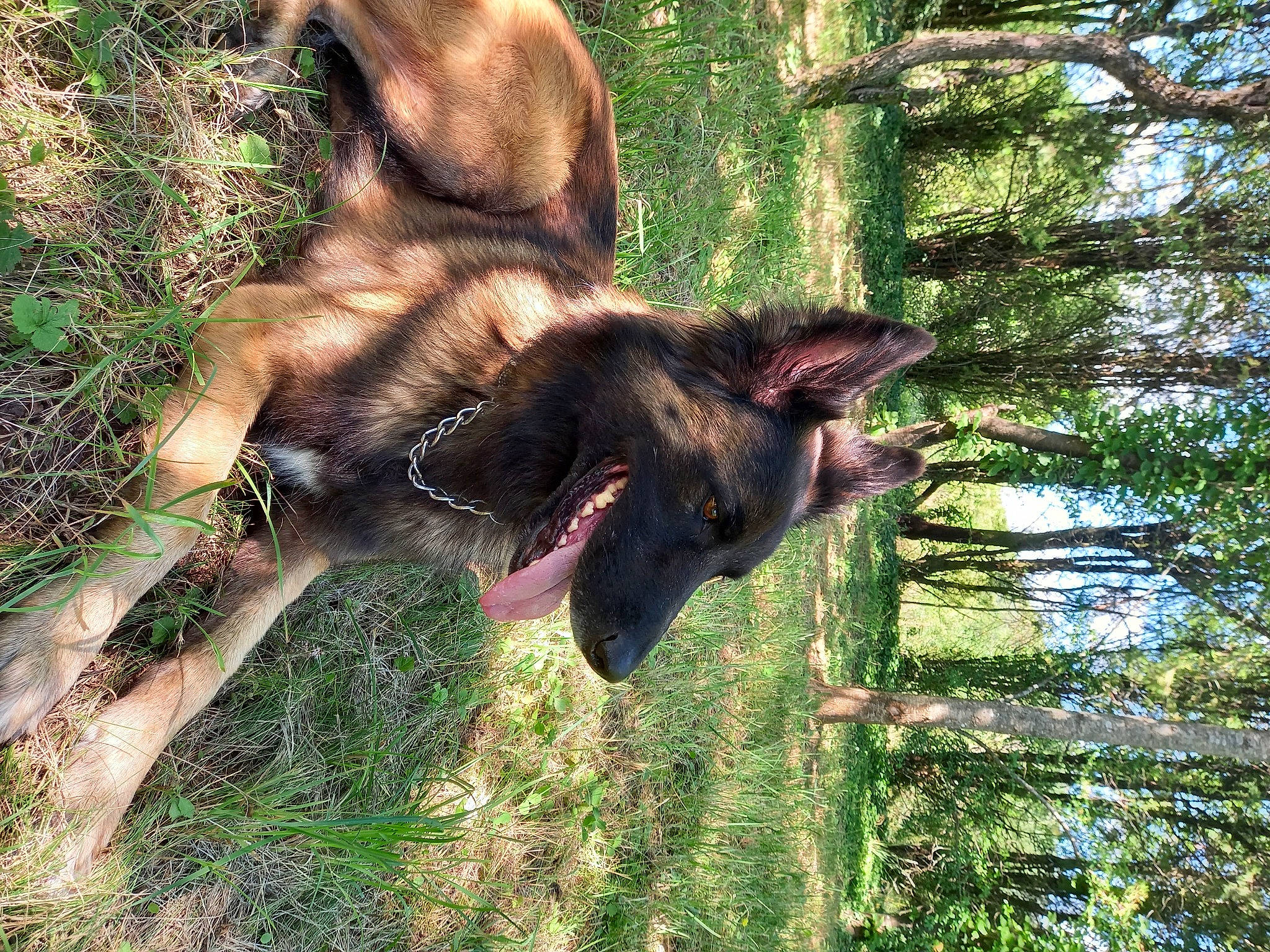 Leïko a rejoint le concours — aidez-le/la à gagner de superbes lots ! canidae, carnivore, dog_breed, fawn, forest, grass, liver, natural_material, plant, sky, snout, sporting_group, tail, terrestrial_animal, tree, trunk, wildlife, wood, working_animal