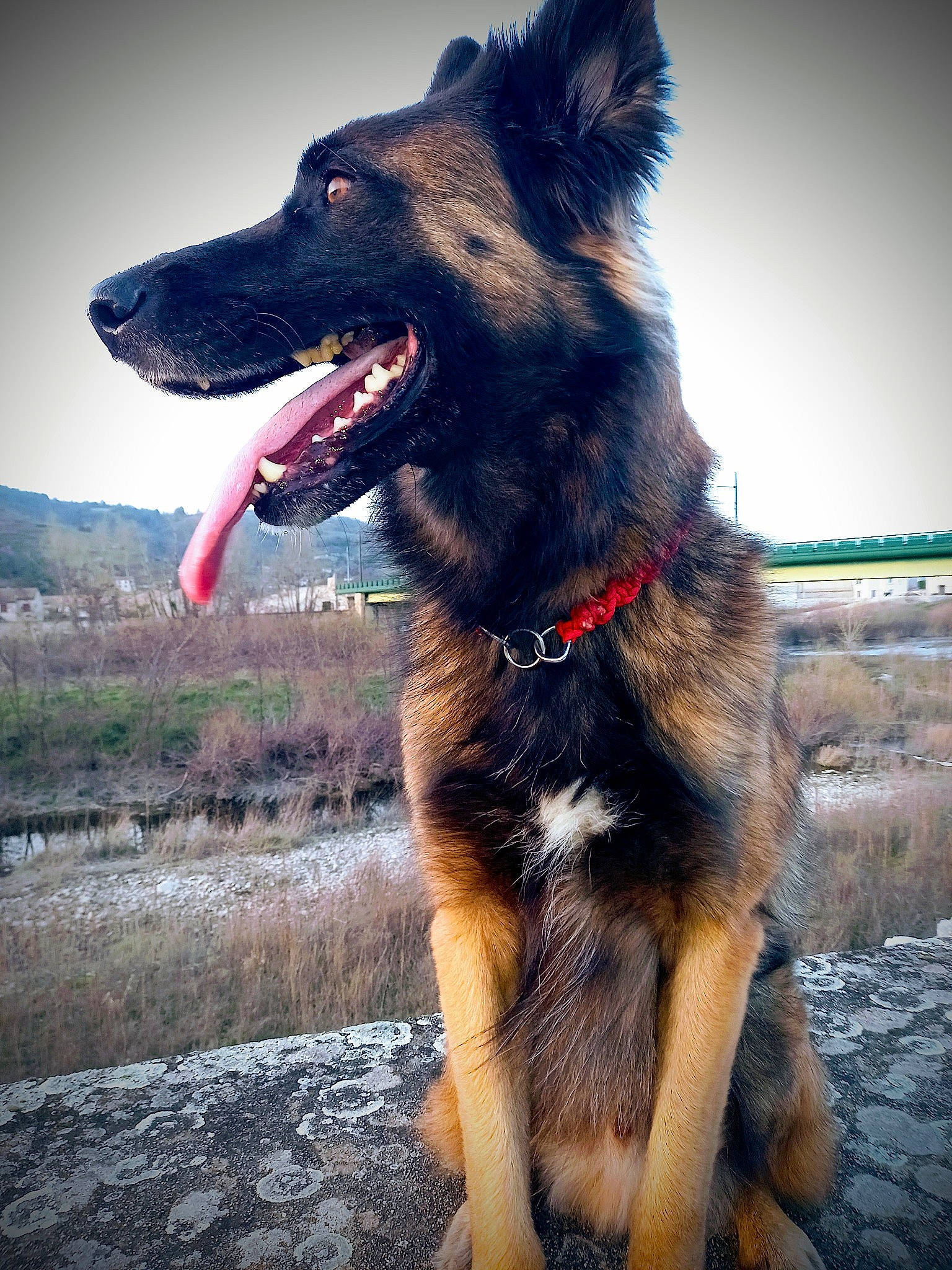 Leïko a rejoint le concours — aidez-le/la à gagner de superbes lots ! canidae, carnivore, collar, companion_dog, dog, dog_breed, dog_collar, fang, german_shepherd_dog, guard_dog, happy, herding_dog, landscape, leash, plant, sky, snout, sporting_group, working_animal, working_dog