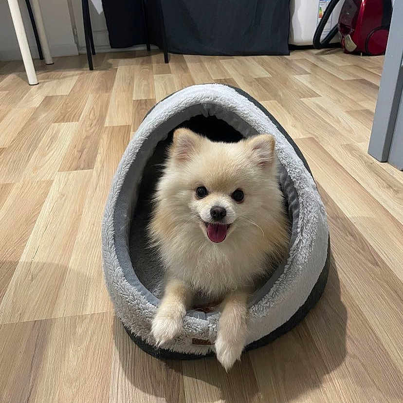 Tokyo participe au concours pour gagner de l'argent avec cette photo : animal, canine, dog, dogbed, pet