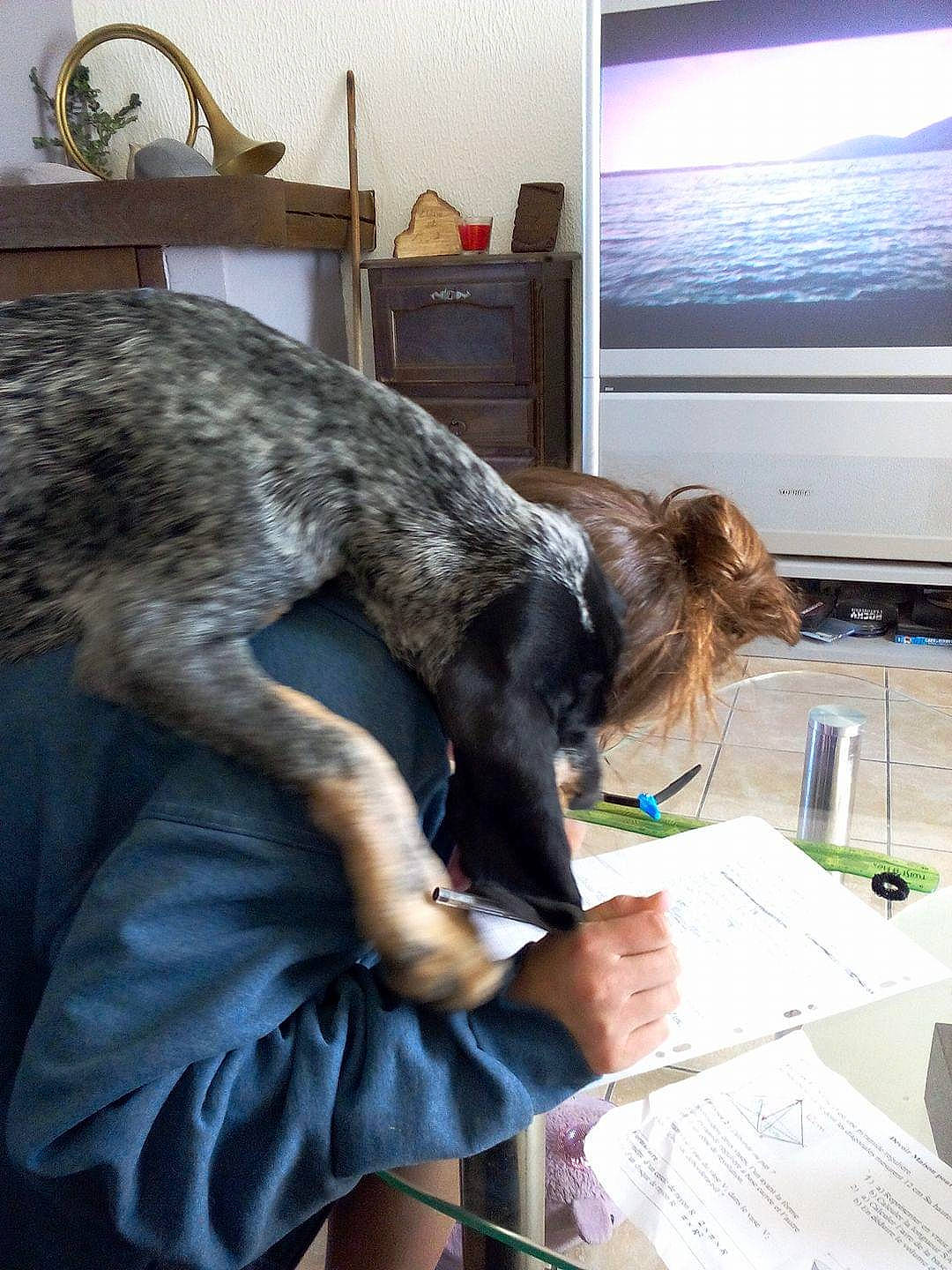 Merveille participe au concours pour gagner de l'argent avec cette photo : canidae, carnivore, dog, dog_breed, fur, german_shorthaired_pointer, irish_wolfhound, scottish_deerhound, sporting_group