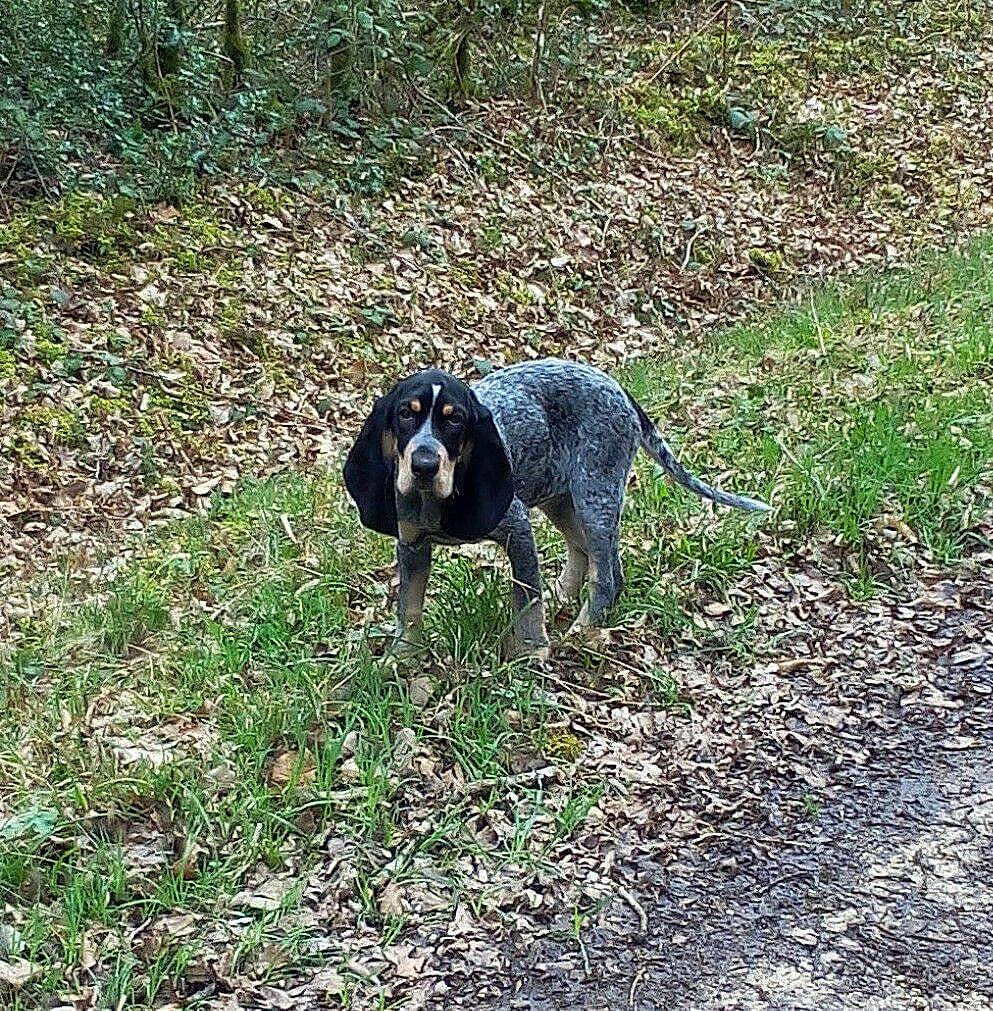 Merveille participe au concours pour gagner de l'argent avec cette photo : bluetick_coonhound, canidae, carnivore, dog, dog_breed, field_trial, grand_bleu_de_gascogne, grass, hunting_dog, mammal, pointer, pointing_breed, sporting_group, tail, vertebrate