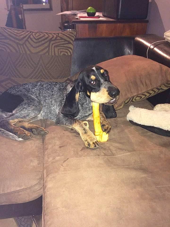 Merveille a rejoint le concours — aidez-le/la à gagner de superbes lots ! basset_bleu_de_gascogne, bluetick_coonhound, braque_dauvergne, canidae, carnivore, coonhound, dog, dog_breed, english_coonhound, grand_bleu_de_gascogne, hunting_dog, mammal, russian_spaniel, schweizer_laufhund, sporting_group, transylvanian_hound