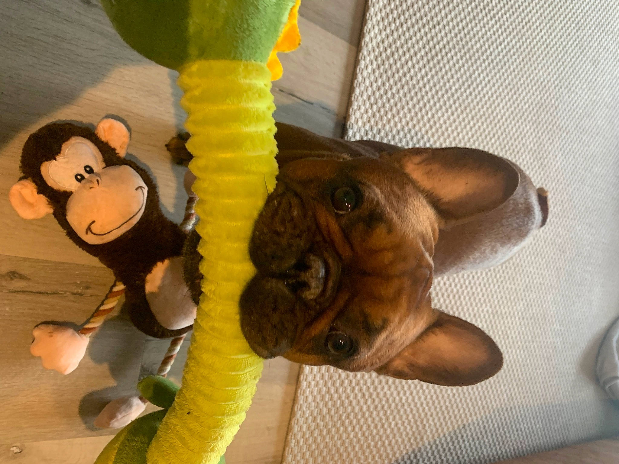 Albert joined the competition — help win amazing prizes! action_figure, art, baby_toys, claw, fawn, felidae, fictional_character, figurine, gesture, happy, human_leg, nail, plush, small_to_medium_sized_cats, stuffed_toy, tail, thumb, toy, whiskers, wood
