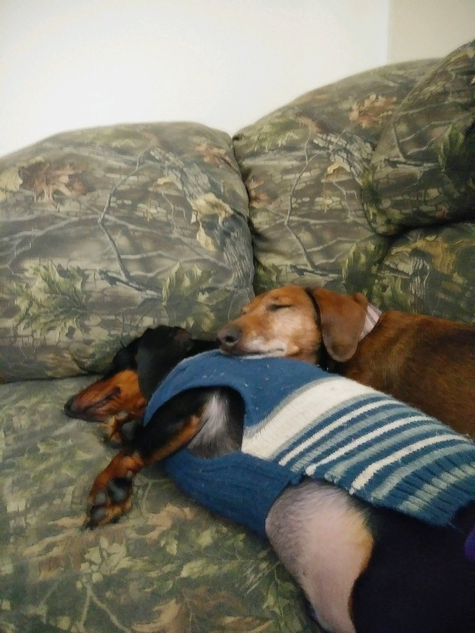 Coco is registered to the contest to win money with this photo: canidae, carnivore, comfort, dachshund, dog, dog_breed, nap