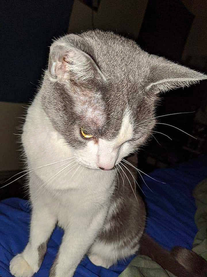 Jasper joined the competition — help win amazing prizes! american_shorthair, american_wirehair, asian, british_shorthair, burmilla, carnivore, cat, domestic_short_haired_cat, ear, european_shorthair, felidae, fur, kitten, mammal, small_to_medium_sized_cats, vertebrate, whiskers