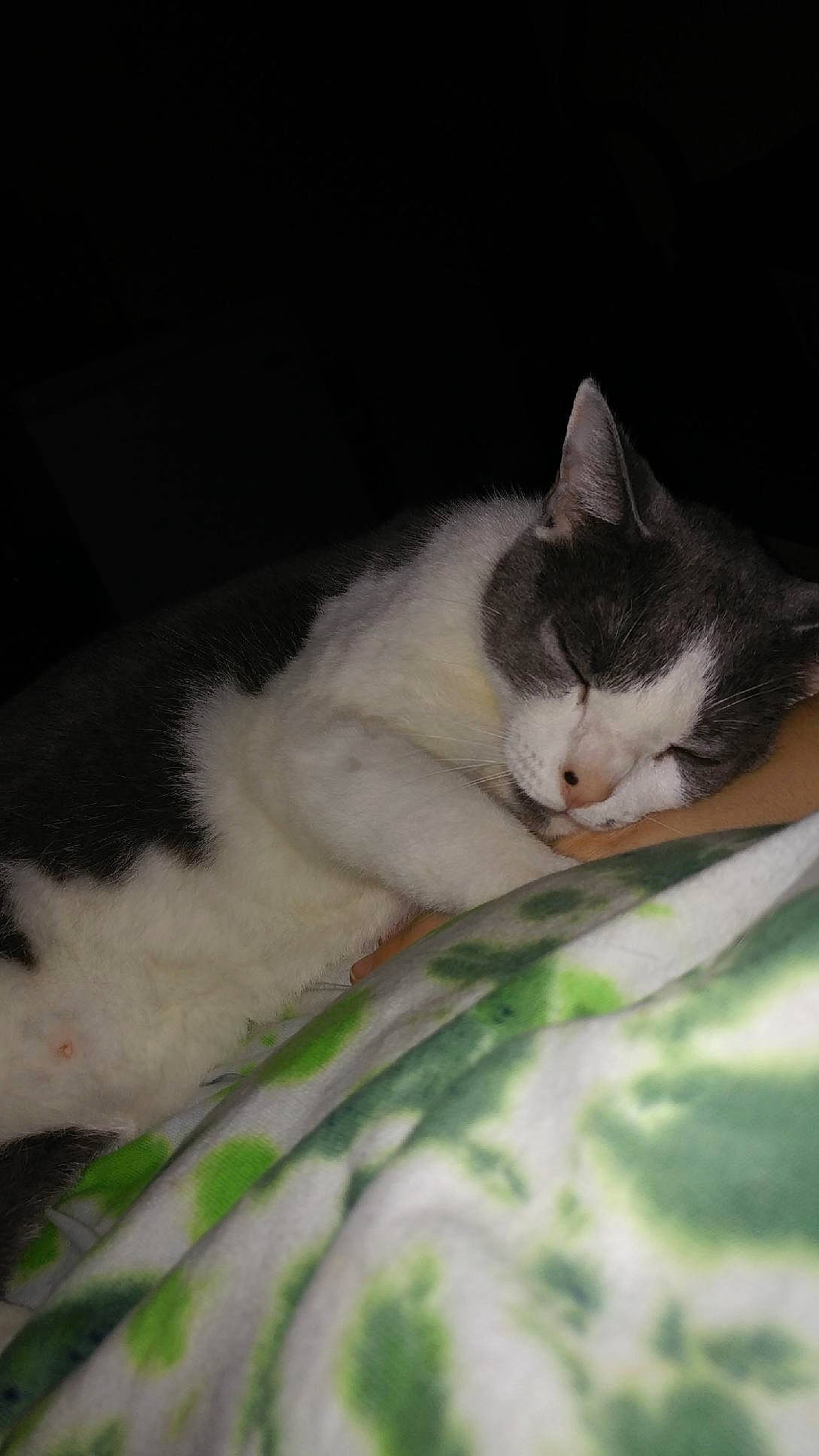 Jasper is registered to the contest to win money with this photo: aegean_cat, american_wirehair, carnivore, cat, domestic_short_haired_cat, european_shorthair, eye, felidae, kitten, nap, polydactyl_cat, small_to_medium_sized_cats, snout, tail, whiskers