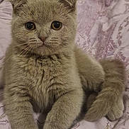 Duman a rejoint le concours — aidez-le/la à gagner de superbes lots ! animal, blanket, cat, closeup, cozy, cute, ears, feline, fluffy, fur, gray_cat, indoor, kitten, paws, pet, portrait, resting, soft, whiskers, young_cat