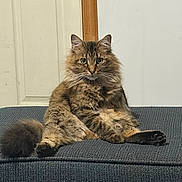 Megatron is registered to the contest to win money with this photo: cat, tabby_cat, fluffy_fur, sitting, couch, indoor, pet, animal, feline, relaxed, looking_at_camera, wide_eyes, brown_fur, striped_fur, tail, domestic_cat, furniture, household, can, bottle
