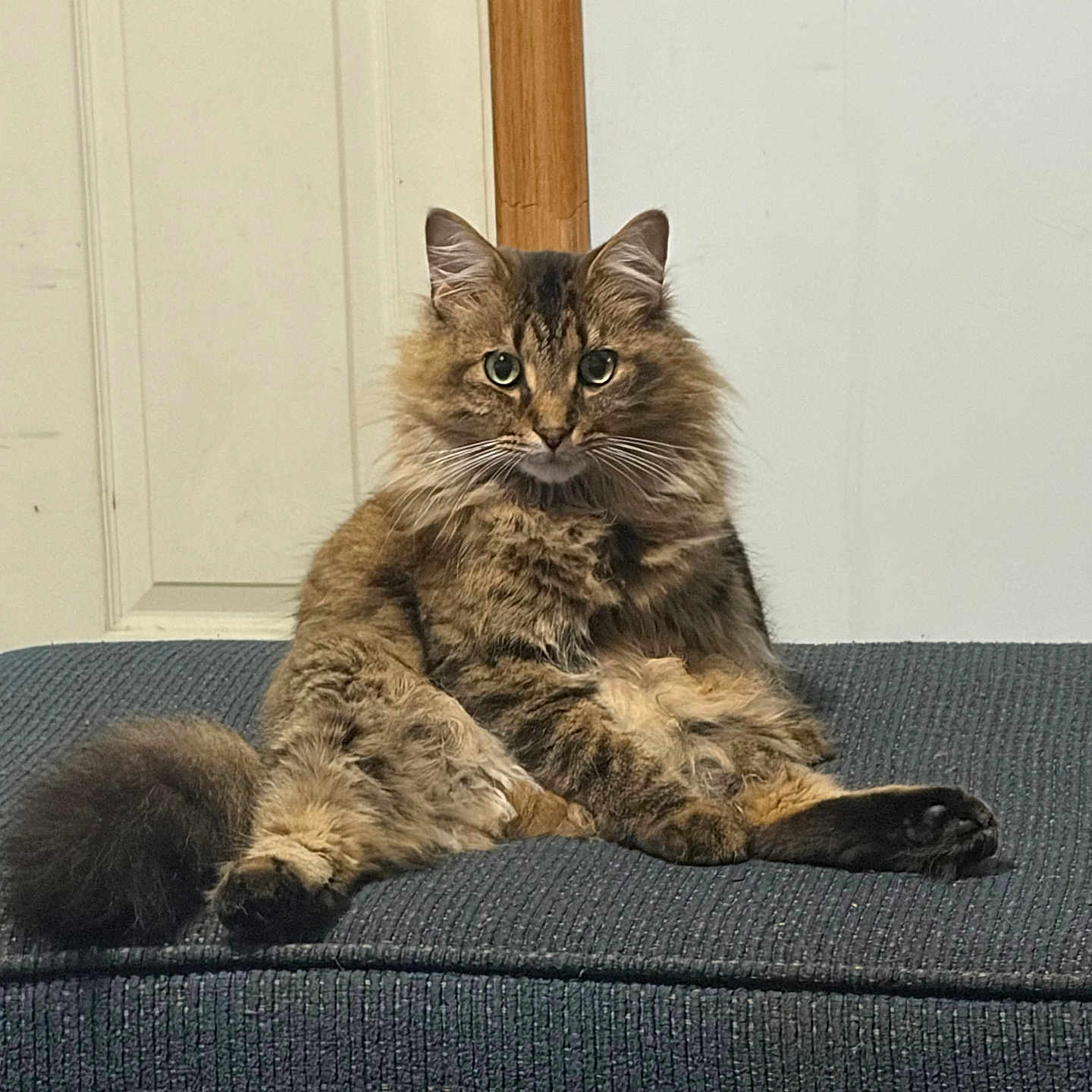 Megatron