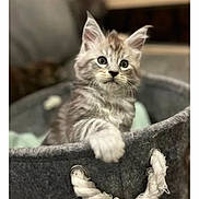 Azzaro participe au concours pour gagner de l'argent avec cette photo : kitten, cat, pet, animal, furry, cute, basket, indoor, cozy, playful, fur, whiskers, ears, paw, young, domestic, soft, curious, portrait, resting