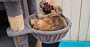 Mei-li a rejoint le concours — aidez-le/la à gagner de superbes lots ! dog, pet, cat_tree, hammock, indoor, animal, small_dog, furniture, litter_box, towel, floor, wooden_wall, scratching_post, curious, resting, cozy, brown_fur, black_nose, looking_up, household