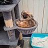 dog, pet, cat_tree, hammock, indoor, animal, small_dog, furniture, litter_box, towel, floor, wooden_wall, scratching_post, curious, resting, cozy, brown_fur, black_nose, looking_up, household