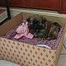 puppy, dog, cardboard_box, blanket, plush_toy, indoor, floor, tile_floor, cozy, pet, cute, small_dog, brown_dog, toy, resting, animal, companion, domestic_animal, relaxed, home