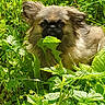 dog, grass, greenery, leaf, outdoor, pet, animal, nature, fluffy, small_dog, sunlight, garden, cute, fur, plant, wild, summer, closeup, adventure, curious