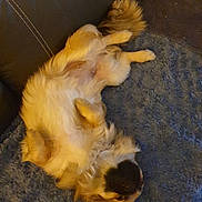 Mei-li a rejoint le concours — aidez-le/la à gagner de superbes lots ! dog, puppy, sleeping, couch, blanket, fur, pet, relaxing, indoor, cozy, brown, white, small_dog, paw, cute, resting, furry, companion, animal, home