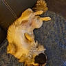 dog, puppy, sleeping, couch, blanket, fur, pet, relaxing, indoor, cozy, brown, white, small_dog, paw, cute, resting, furry, companion, animal, home