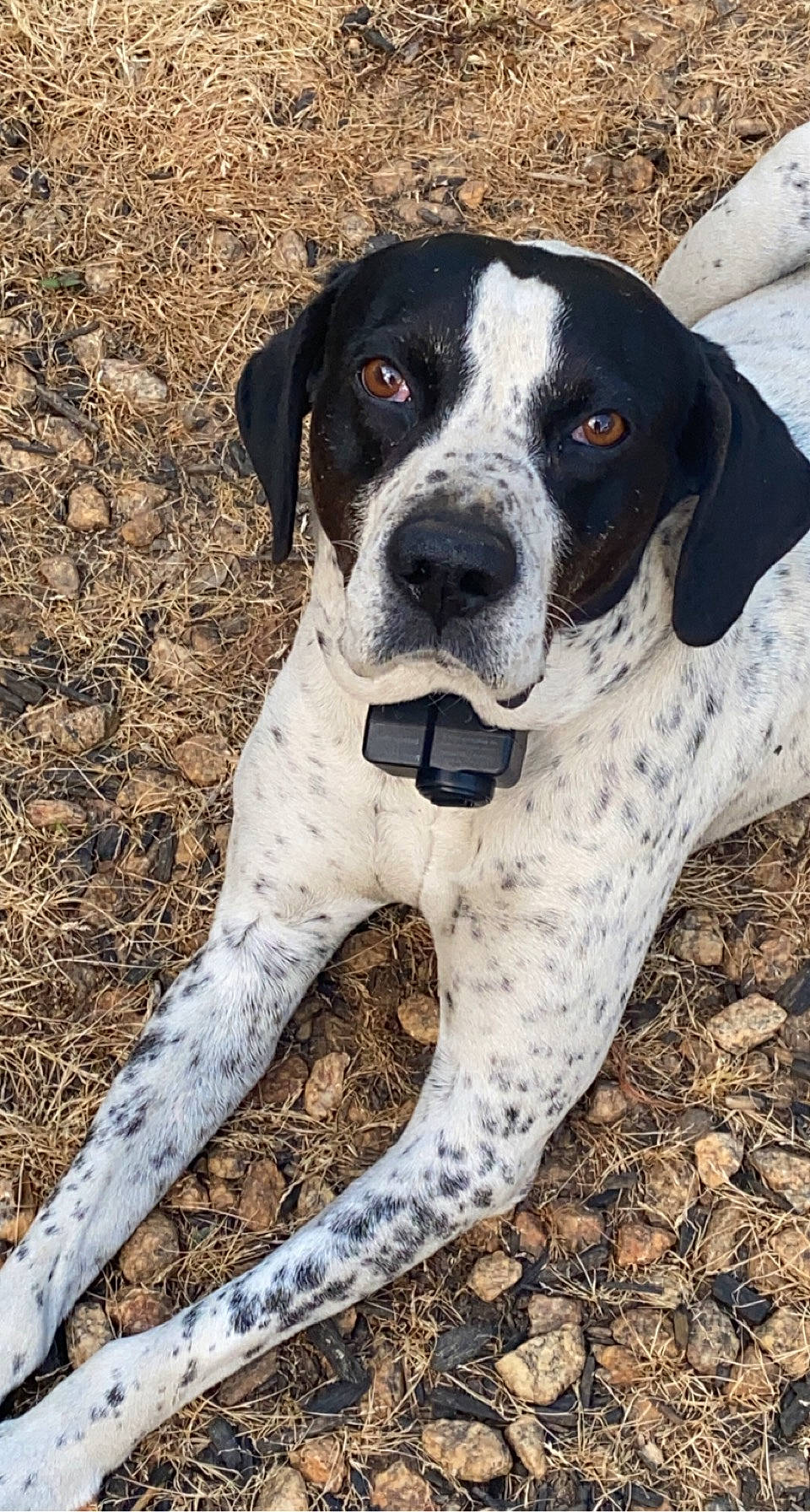 Kevin is registered to the contest to win money with this photo: canidae, carnivore, collar, companion_dog, dog, dog_breed, dog_collar, dog_supply, fawn, hunting_dog, non_sporting_group, paw, plant, puppy, snout, sporting_group, whiskers, working_animal, working_dog