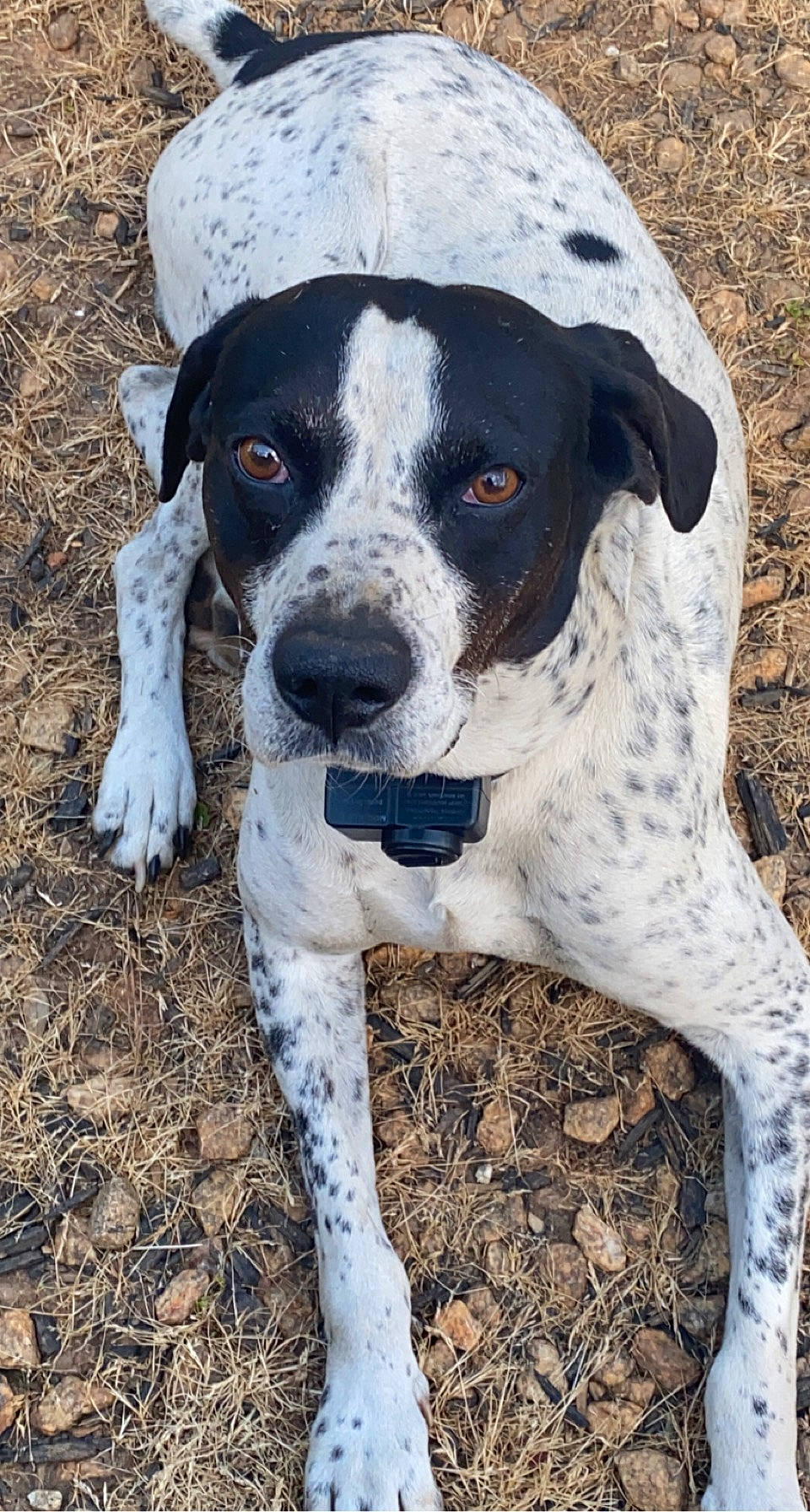 Kevin joined the competition — help win amazing prizes! canidae, carnivore, companion_dog, dog, dog_breed, german_shorthaired_pointer, hunting_dog, non_sporting_group, snout, sporting_group, whiskers, working_animal, working_dog