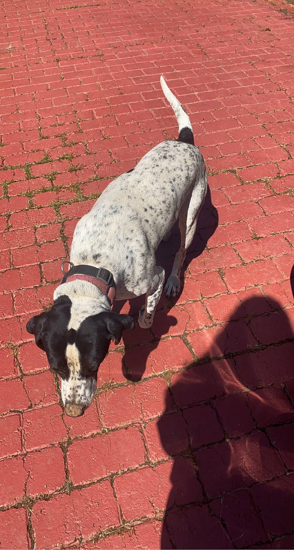 Kevin is registered to the contest to win money with this photo: brick, brickwork, canidae, carnivore, cobblestone, collar, companion_dog, dog, dog_breed, dog_supply, flooring, pet_supply, road_surface, shadow, sidewalk, snout, sporting_group, tail, terrestrial_animal, working_animal