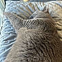 Zoe is registered to the contest to win money with this photo: animal, blue_cushion, cat, close_up, cozy, cushion, feline, fluffy, fur, gray_cat, home, indoor, nap, paw, pet, relaxed, resting, sleeping, soft_texture, window_light