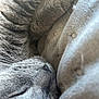 Zoe is registered to the contest to win money with this photo: animal, blanket, cat, close_up, comfort, cozy, cute, domestic_cat, feline, fur, gray_cat, indoor, nap, peaceful, pet, relaxation, resting, sleeping, soft_texture, whiskers