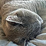 cat, close_up, cozy, curled_up, domestic_animal, feline, fur_texture, gray_fur, indoor, nap, peaceful, pet, quiet, relaxation, resting, sleeping, soft_blanket, sunlight, whiskers, window_light