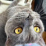 Zoe joined the competition — help win amazing prizes! animal, cat, close_range, close_up, curious, cute, domestic_cat, eye_contact, face, feline, fur, gray_cat, indoor, mammal, pet, portrait, soft_light, upside_down, whiskers, yellow_eyes