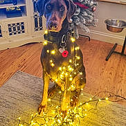 Nancy is registered to the contest to win money with this photo: doberman, dog, christmas_tree, fairy_lights, indoor, wooden_floor, rug, collar, tags, decorations, window, cabinet, metal_bowl, pet, animal, festive, holiday, lighting, sitting, brown_dog