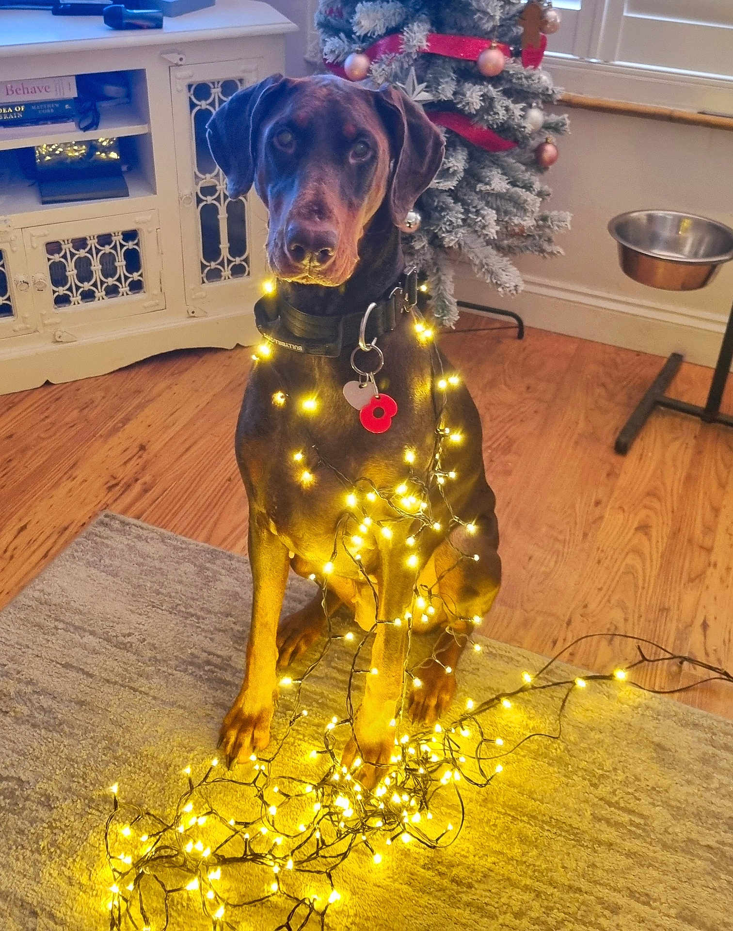 Nancy is registered to the contest to win money with this photo: doberman, dog, christmas_tree, fairy_lights, indoor, wooden_floor, rug, collar, tags, decorations, window, cabinet, metal_bowl, pet, animal, festive, holiday, lighting, sitting, brown_dog