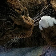 Dodger joined the competition — help win amazing prizes! cat, tabby, paw, white_paw, whiskers, close_up, sleeping, resting, fur, pet, animal, domestic_animal, towel, striped, cozy, cute, indoor, relaxed, soft_light, portrait