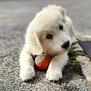 Athis participe au concours pour gagner de l'argent avec cette photo : adorable, animal, ball, close_up, cute, dog, fluffy, fur, golden_retriever, gravel, ground, lying_down, nose, outdoor, paw, pet, playful, puppy, tennis_ball, young