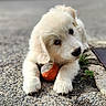 adorable, animal, ball, close_up, cute, dog, fluffy, fur, golden_retriever, gravel, ground, lying_down, nose, outdoor, paw, pet, playful, puppy, tennis_ball, young
