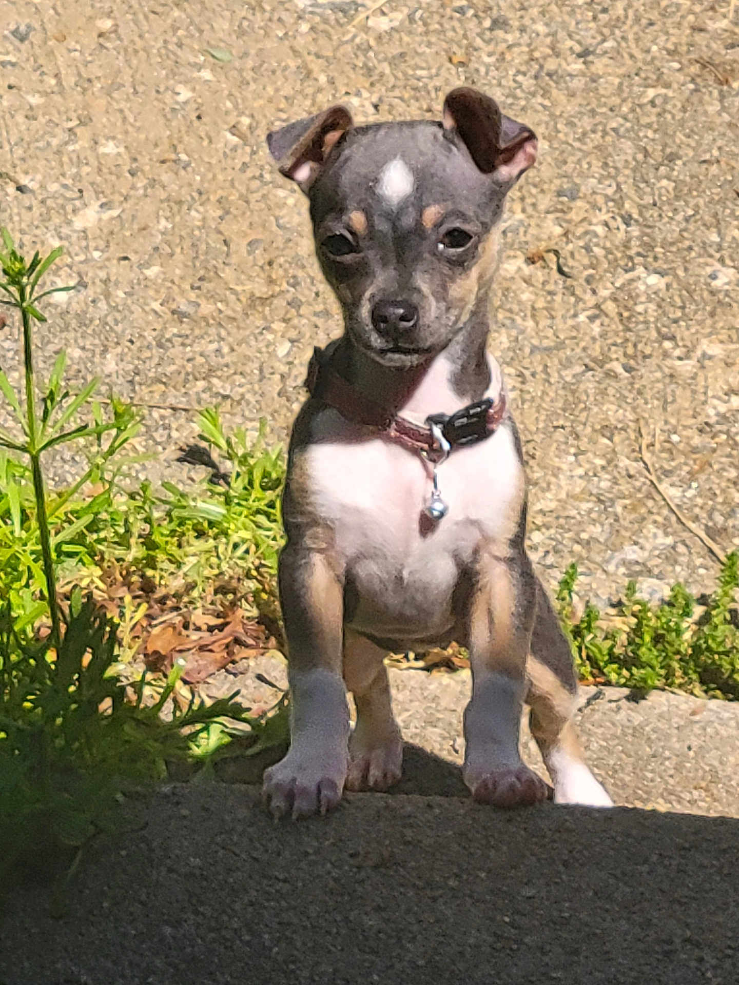 Stella
