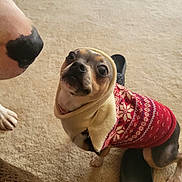Stella is registered to the contest to win money with this photo: dog, small_dog, sweater, hood, carpet, indoor, pet, cute, curious, black_nose, paw, footwear, slipper, animal, domestic_animal, looking_up, cozy, brown, white, red