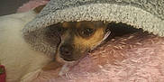 Stella joined the competition — help win amazing prizes! dog, blanket, pink, cozy, indoor, resting, small_dog, fur, pillow, knitted_blanket, snug, cute, pet, relaxed, couch, comfort, warm, brown_eyes, portrait, animal