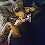 Stella is registered to the contest to win money with this photo: dog, small_dog, pet, collar, bow, blanket, cozy, relaxed, indoor, animal, fur, brown, white, ears, paw, cute, companion, resting, portrait, closeup
