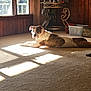 Luna is registered to the contest to win money with this photo: dog, indoor, carpet, sunlight, window, wood_paneling, table, basket, decor, pet, resting, brown_and_white, collar, animal, floor, light_and_shadow, home, relaxed, quiet, furniture