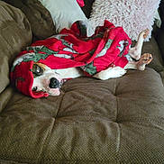 Luna joined the competition — help win amazing prizes! dog, blanket, couch, pillow, red, brown, white, green, cozy, relaxed, pet, indoor, fur, snuggled, paw, soft, comfort, animal, resting, home
