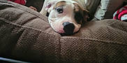 Luna is registered to the contest to win money with this photo: dog, couch, blanket, pillow, indoor, resting, relaxed, brown, white, fur, pet, home, cozy, lounge, comfort, animal, canine, snuggle, sleepy, living_room
