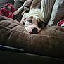 dog, couch, blanket, pillow, indoor, resting, relaxed, brown, white, fur, pet, home, cozy, lounge, comfort, animal, canine, snuggle, sleepy, living_room