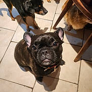 Louna participe au concours pour gagner de l'argent avec cette photo : animal, boxer, bulldog, canine, dog, flagstone, frenchbulldog, head, hound, labradorretriever, path, person, pet, pitbull, pug, puppy, tile, walkway, wood