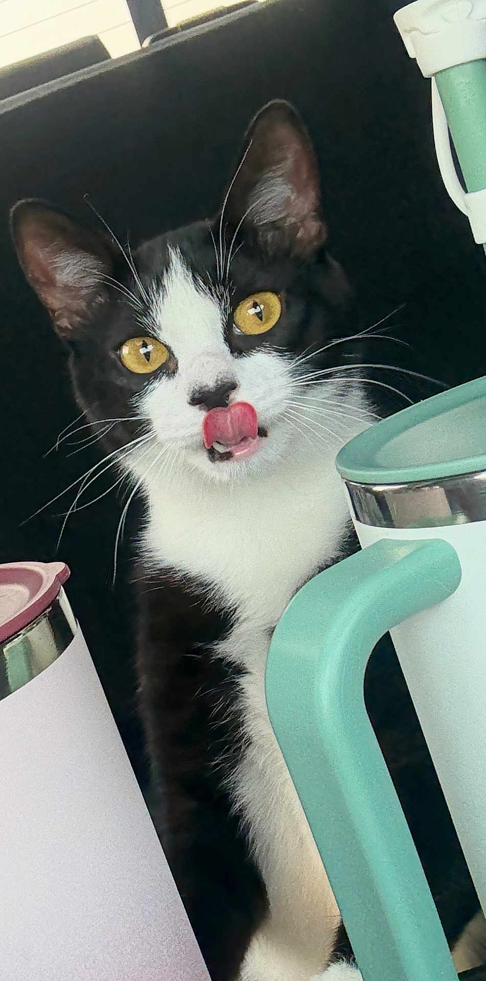 Kendall is registered to the contest to win money with this photo: cat, black_and_white, yellow_eyes, tongue_out, curious, indoor, mug, kitchen, playful, pet, whiskers, closeup, domestic_cat, feline, cute, animal, household, portrait, funny, young_cat