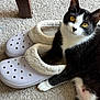 Kendall is registered to the contest to win money with this photo: cat, black_and_white, slippers, carpet, paw, indoor, pet, fur, yellow_eyes, relaxed, cozy, footwear, animal, cute, domestic, feline, resting, soft_texture, household, curious